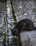 Russian blue cat drinks from the historic gutter of Alhambra, Granada, Spain