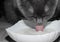 Russian blue cat drinks milk deliciously useful rough tongue velvet house, cat, face, animal, blue, beautiful
