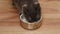 Russian blue cat eating food. Gray cat eats food from a bowl