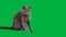 Russian blue cat on a green screen