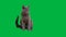 Russian blue cat on a green screen