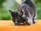 Russian blue cat holding feather toy in mouth, claws released