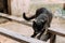 Russian Blue Cat Kitten With Green Eyes Scratching A Wooden Board