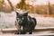 Russian Blue Cat Kitten With Green Eyes Sitting On Wooden Board In Old Village Rustic Yard. Russian Blue Cat Kitten