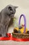 Russian blue cat looks with appetite at Christmas basket