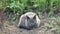 Russian Blue cat in nature