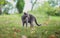 Russian blue Cat  wandering outdoors in nature