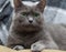 Russian Blue cat on white cat, russian blue, sleepy, sweet, relax, portrait, pedigreed, isolated, portrait studio shot, white,