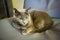 Russian blue cute cat laying on chair