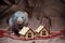 Russian blue irish domestic cute rat on a brown background with New Year house decorations, symbol of year 2020