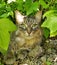 Russian blue and Maine coon mixed cat under Raspberry bush