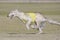 Russian Borzoi dog on a lure course