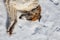 Russian borzoi dog lying in the snow. Head of dog close up