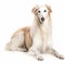 Russian borzoi dog portrait close-up isolated on white. Brave pet, loyal friend, good companion,