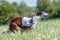 Russian borzoi dog running lure coursing competition on field