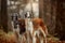 Russian borzoi dogs portrait in an autumn park