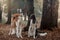 Russian borzoi dogs portrait in an autumn park