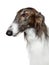 Russian borzoi, greyhound dog