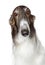 Russian borzoi, greyhound dog