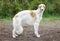 Russian borzoi, greyhound dog standing