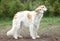 Russian borzoi hounds