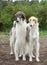 Russian borzoi hounds