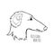 Russian borzoi. Hunting breed dogs. Coloring book page. Vector illustration. Vector logo pure-bred