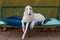 Russian Borzoi - hunting dog - white to lies on a garden swing