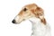 Russian Borzoi. Profile portrait