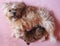 Russian breed Russian colored bichon puppy in Greece
