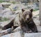 Russian brown bear portrait