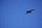 Russian cargo plane comes in for landing, against the blue sky