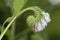 Russian Comfrey