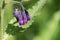 Russian Comfrey flowers on stem