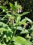 Russian Comfrey - Symphytum x uplandicum, Norfolk, England, UK