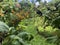 Russian dacha: view through the blackcurrent bush