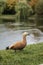 Russian duck in swan lake in Moscow