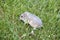 Russian Dwarf Hamster playing in grass