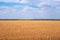 Russian field with ripened wheat, golden agriculture and blue sky