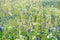 Russian field, summer landscape, cornflowers and chamomiles, ears of wheat. Wildflower meadow