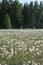 Russian forest with birches in dandelion fields in summer