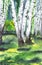 Russian forest landscape with beautiful birches in a clearing. Watercolor illustration