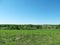 Russian green forest and a field with a road on a cloudless day