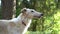 russian greyhound dog looking at its owner carefully and listening to him, outdoors park woods hunting