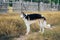 Russian greyhounds in nature, autumn dog walk 1