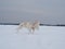 Russian greyhounds running on a snow-covered field