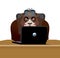 Russian hacker. Bear and laptop. IP technology in Russia. Wild b
