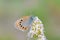 Russian heath butterfly , Coenonympha leander