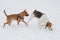 Russian hound and american pit bull terrier puppy are walking on a white snow in the winter park. Pet animals.