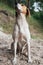 Russian Hound sits on the ground in the park